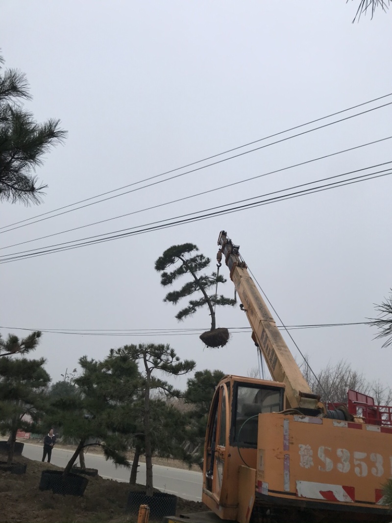 黑松造型8-10公分、大师现场造型、十分优美！