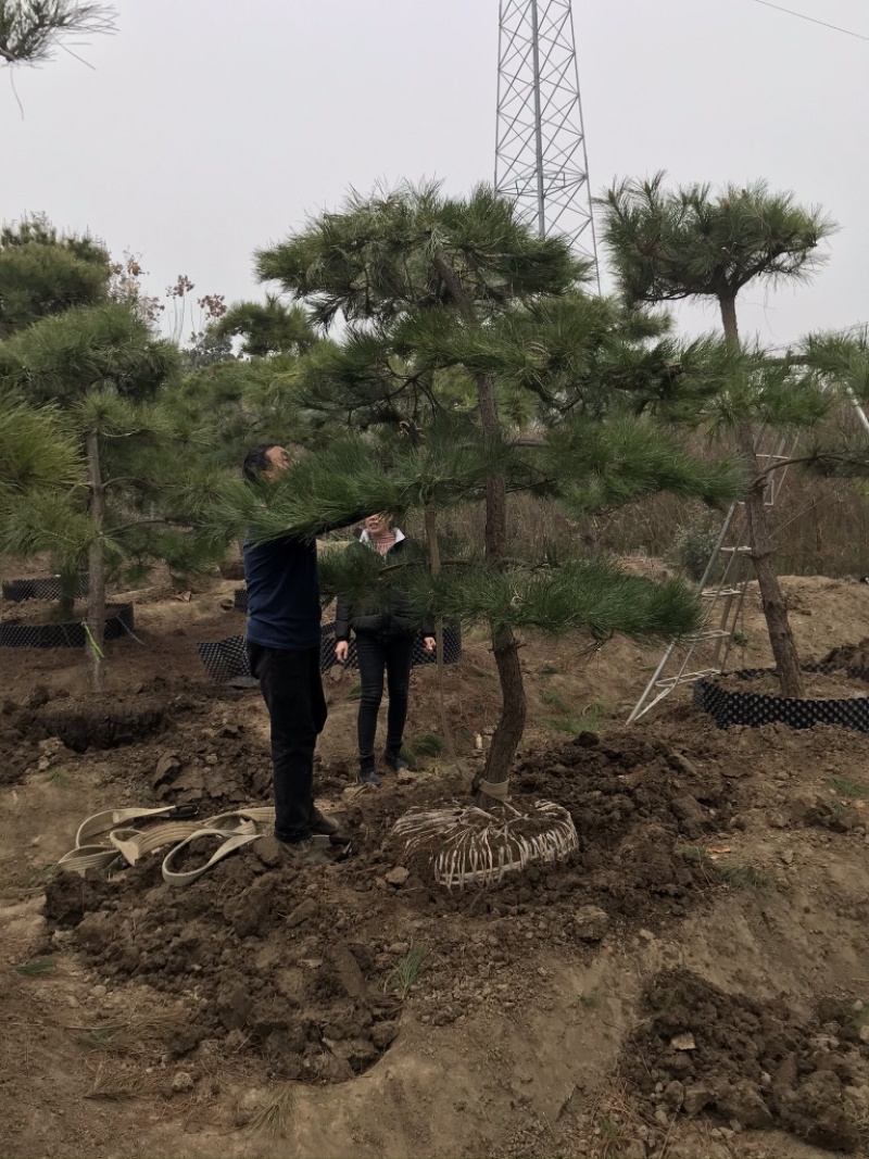 黑松造型8-10公分、大师现场造型、十分优美！