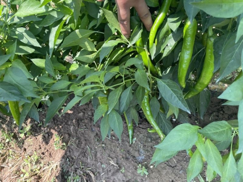 尖椒精品和酱菜厂里面的价格美丽，