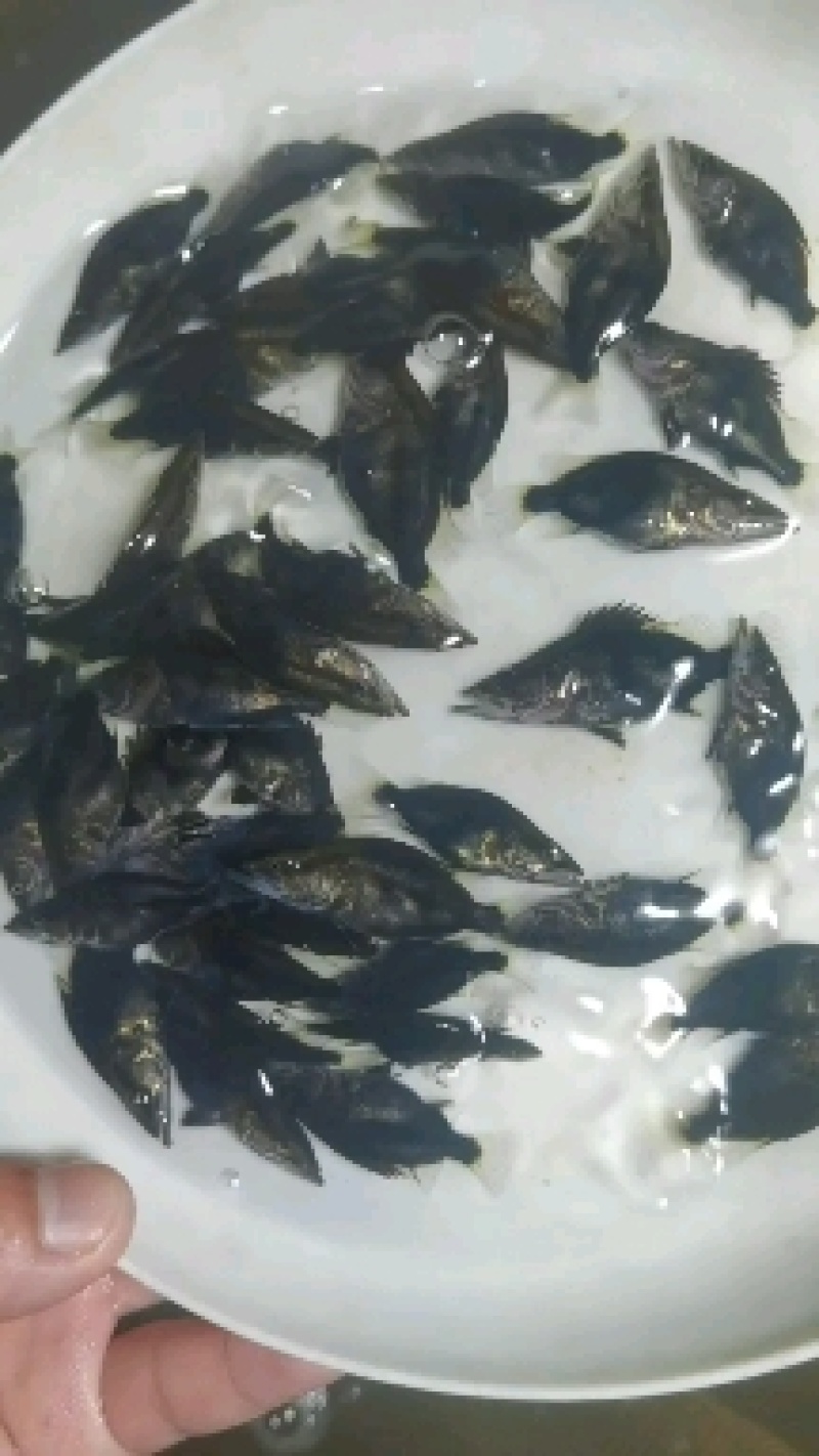 饲料桂饲料桂花鱼饲料鳜鱼桂花鱼苗全国发货