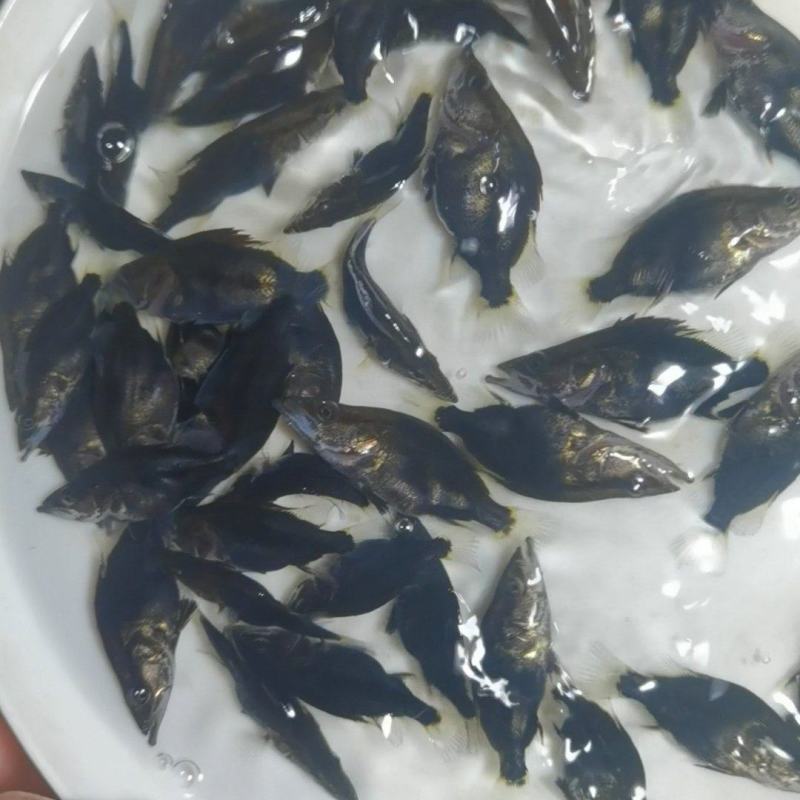 饲料桂饲料桂花鱼饲料鳜鱼桂花鱼苗全国发货