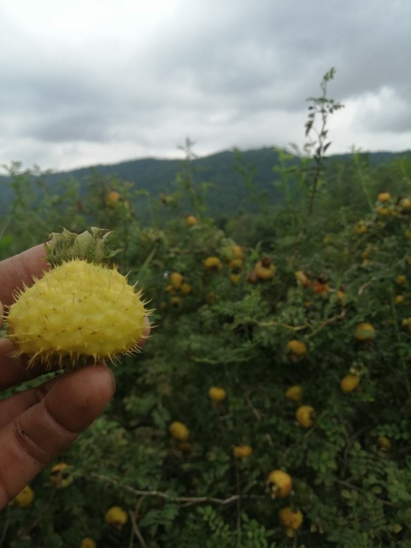 刺梨鲜果