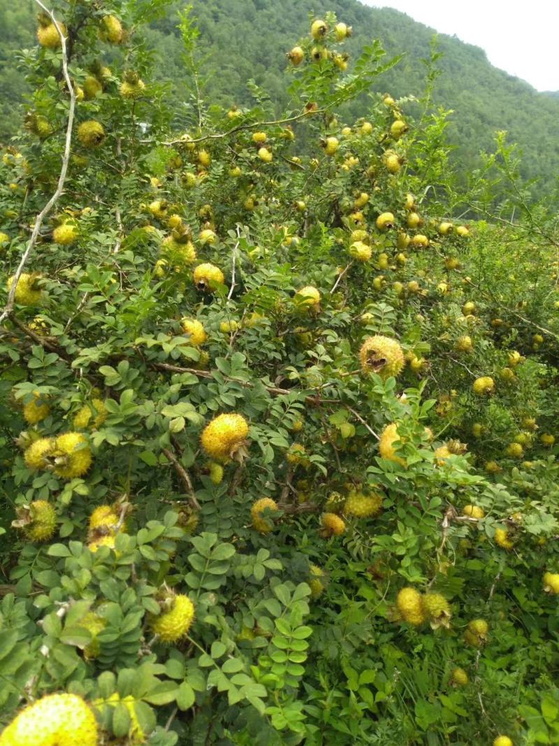 刺梨鲜果
