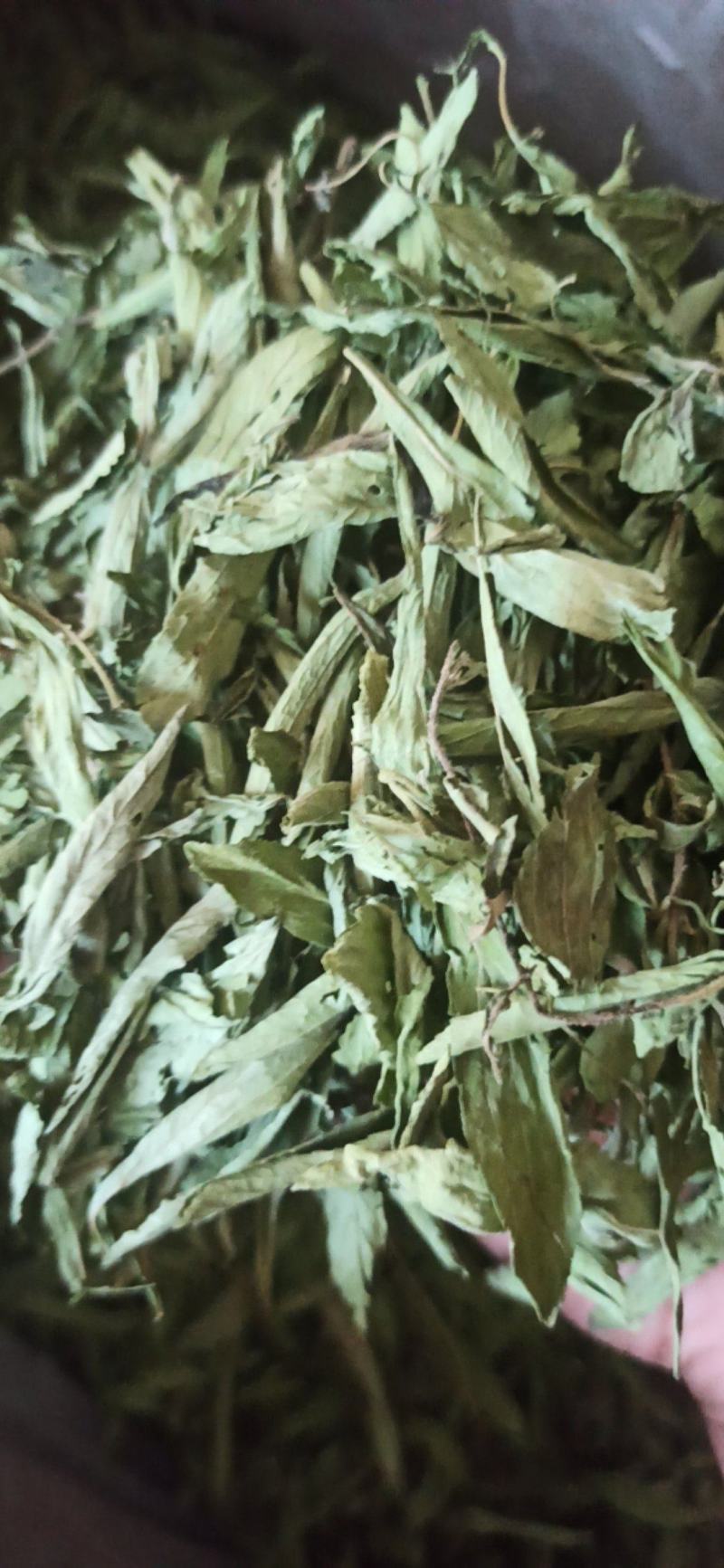 甜叶菊精品甜叶菊中药材批发甜叶菊量大从优质量保证