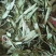 甜叶菊精品甜叶菊中药材批发甜叶菊量大从优质量保证