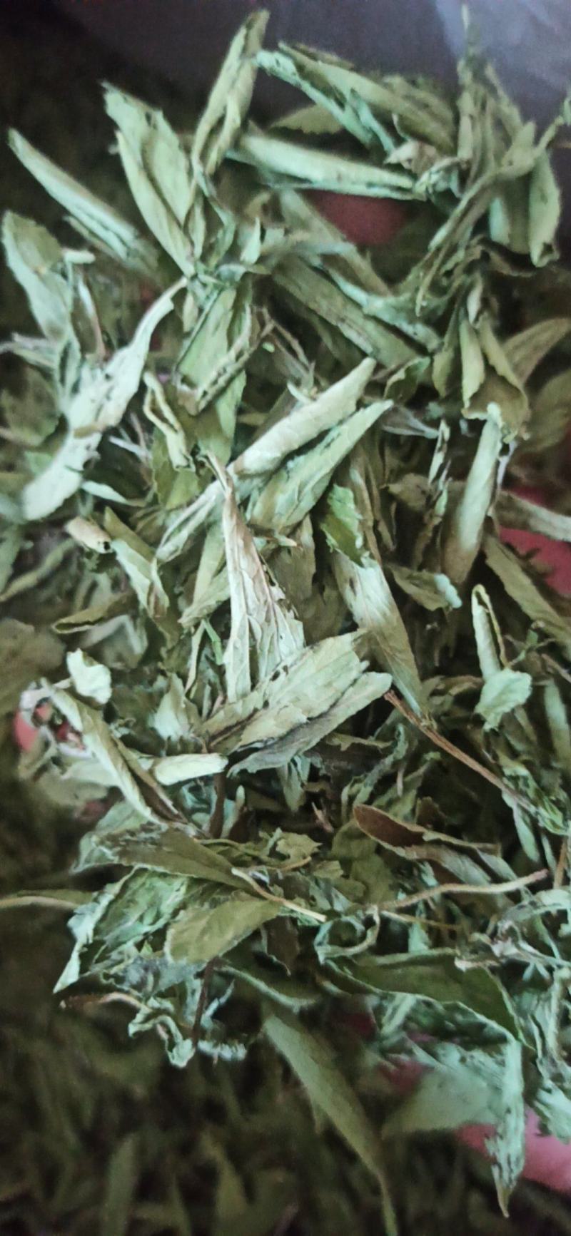 甜叶菊精品甜叶菊中药材批发甜叶菊量大从优质量保证