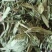 甜叶菊精品甜叶菊中药材批发甜叶菊量大从优质量保证