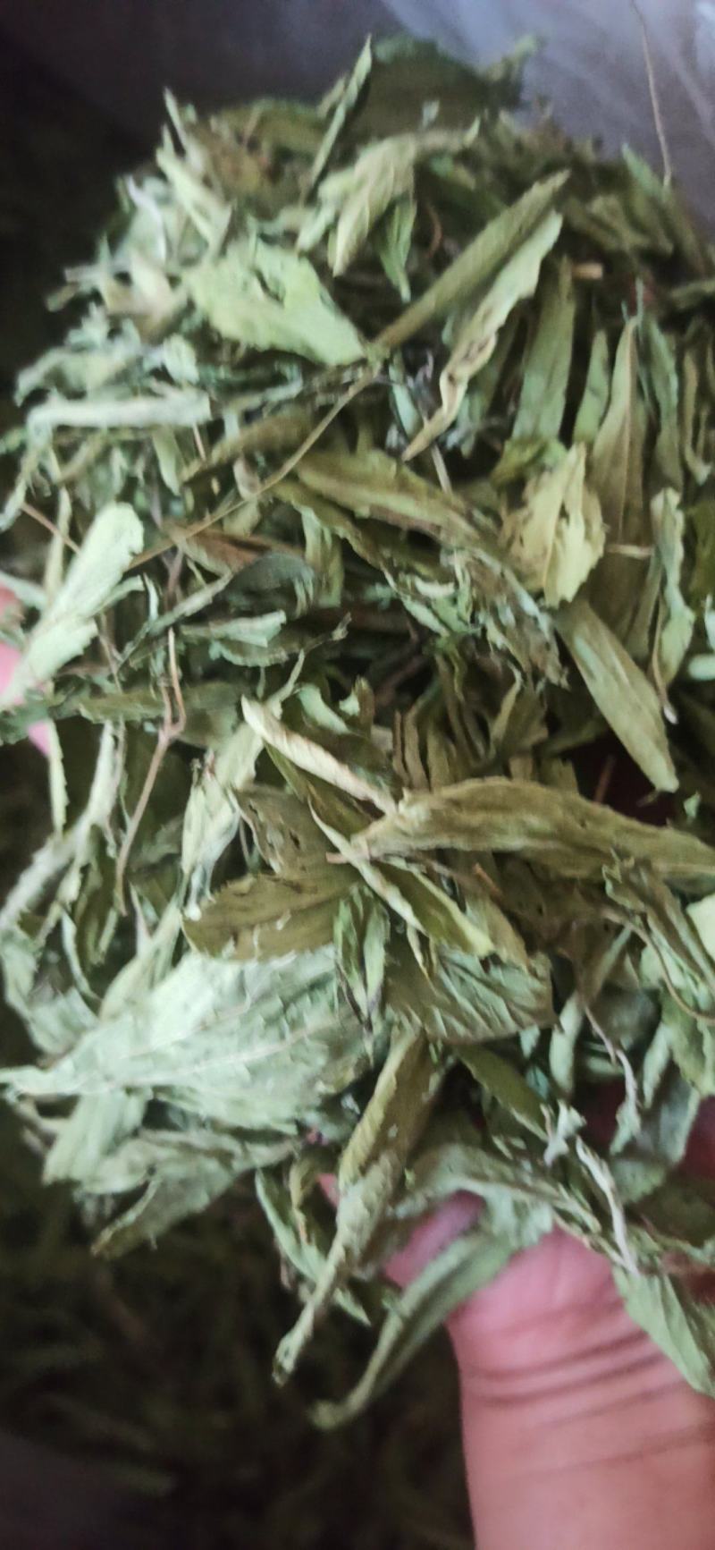 甜叶菊精品甜叶菊中药材批发甜叶菊量大从优质量保证