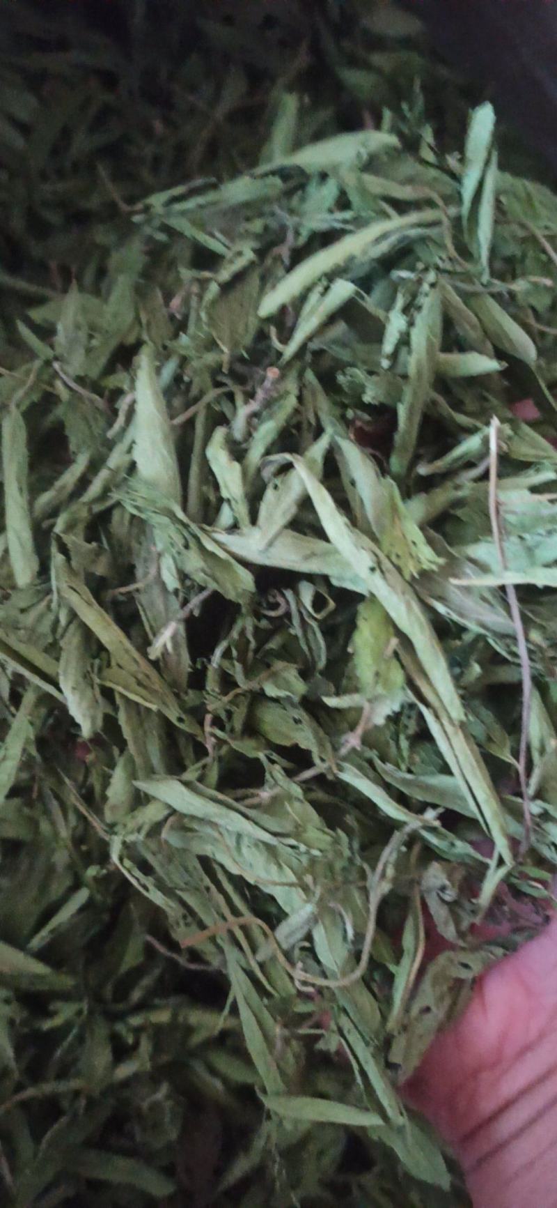 甜叶菊精品甜叶菊中药材批发甜叶菊量大从优质量保证