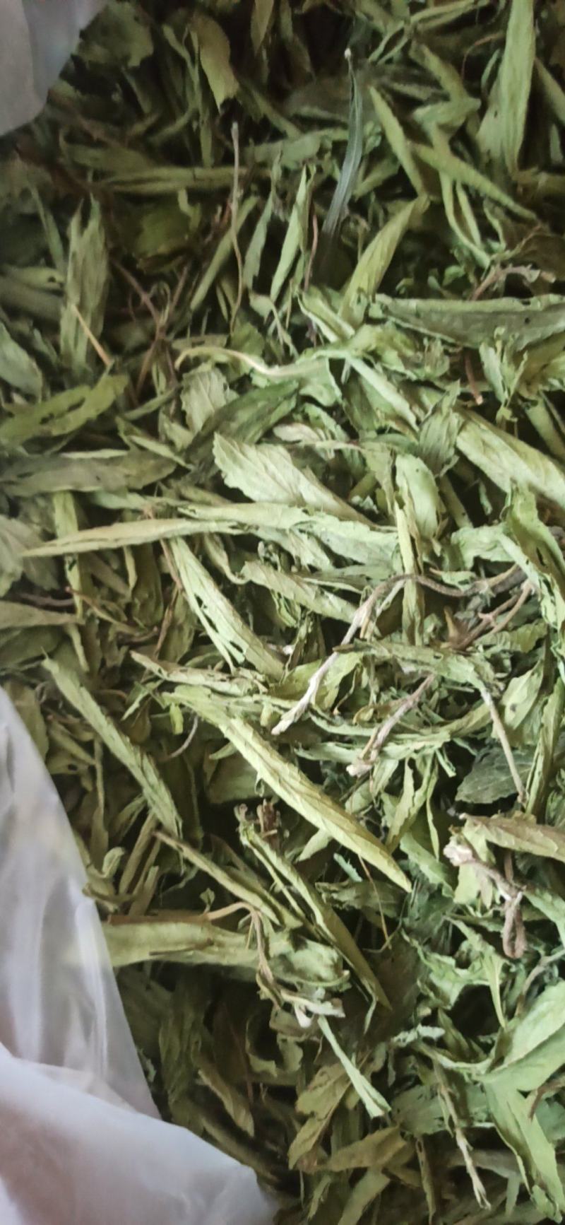甜叶菊精品甜叶菊中药材批发甜叶菊量大从优质量保证