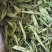 甜叶菊精品甜叶菊中药材批发甜叶菊量大从优质量保证