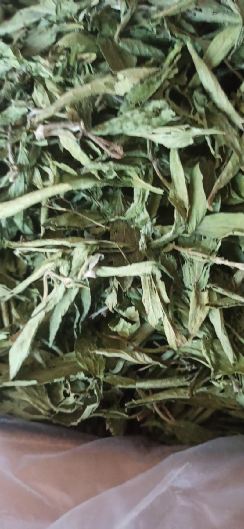 甜叶菊精品甜叶菊中药材批发甜叶菊量大从优质量保证