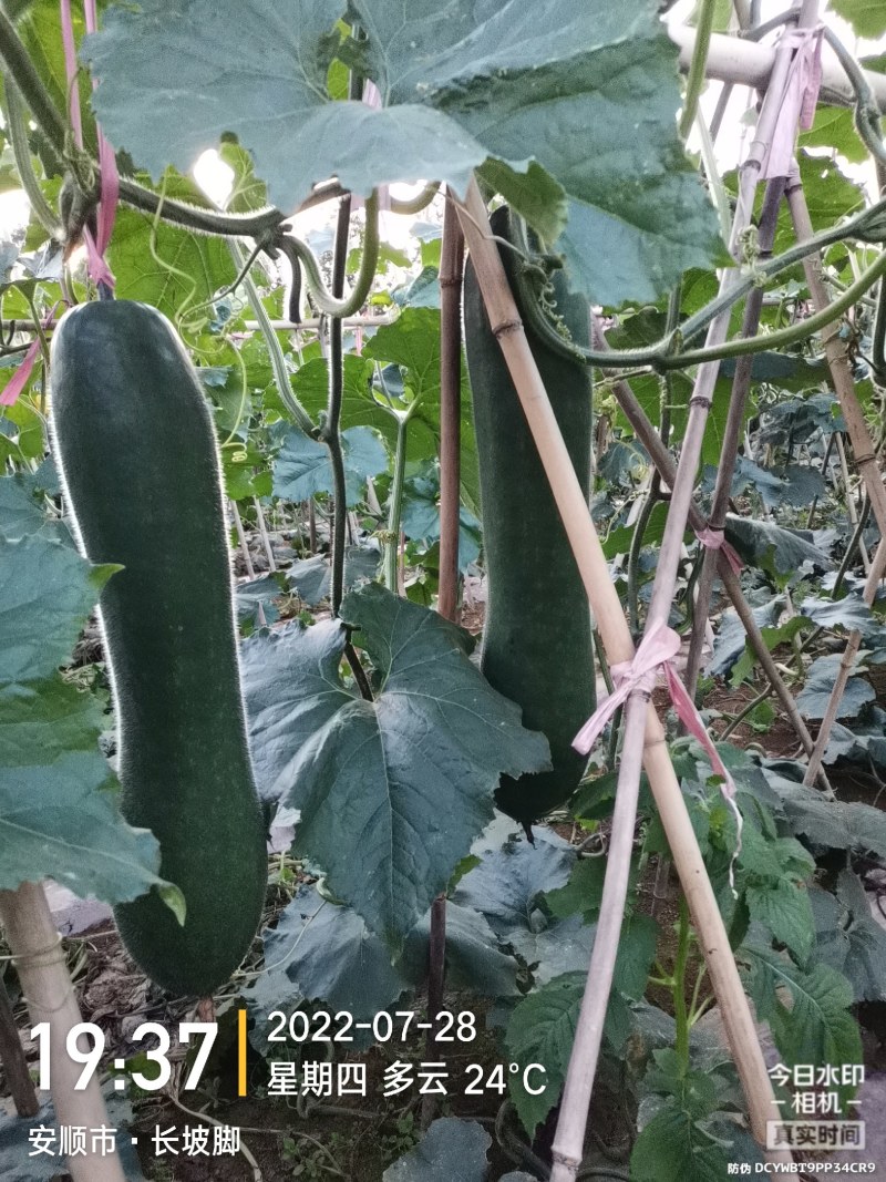西瓜，东瓜，山药，大葱，白菜，地萝卜