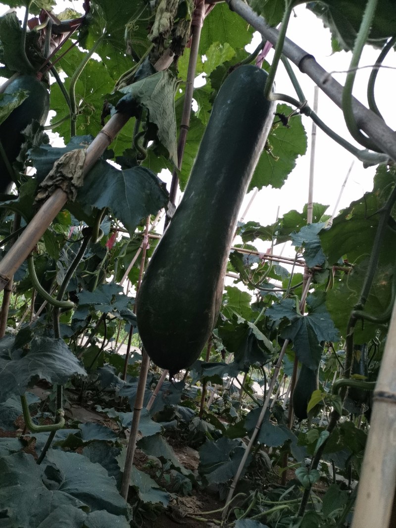 西瓜，东瓜，山药，大葱，白菜，地萝卜