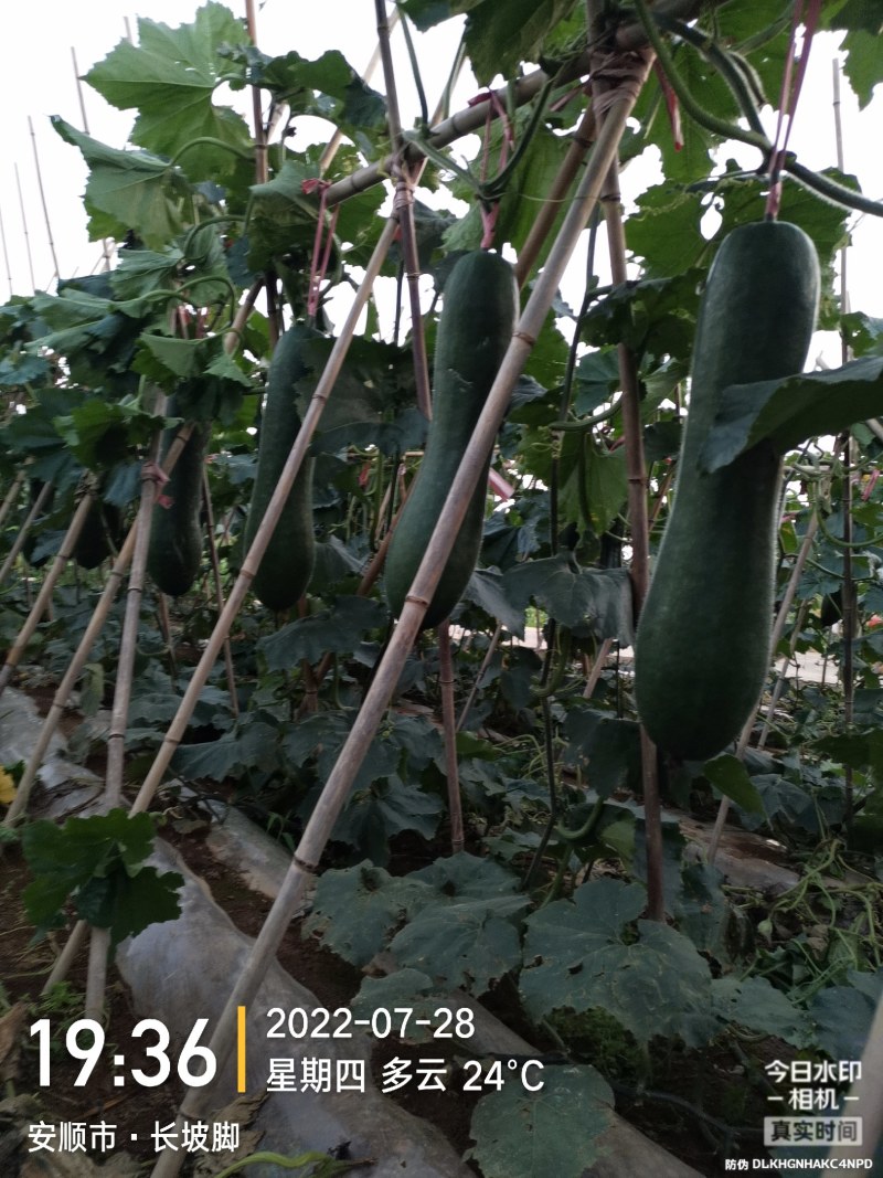 西瓜，东瓜，山药，大葱，白菜，地萝卜