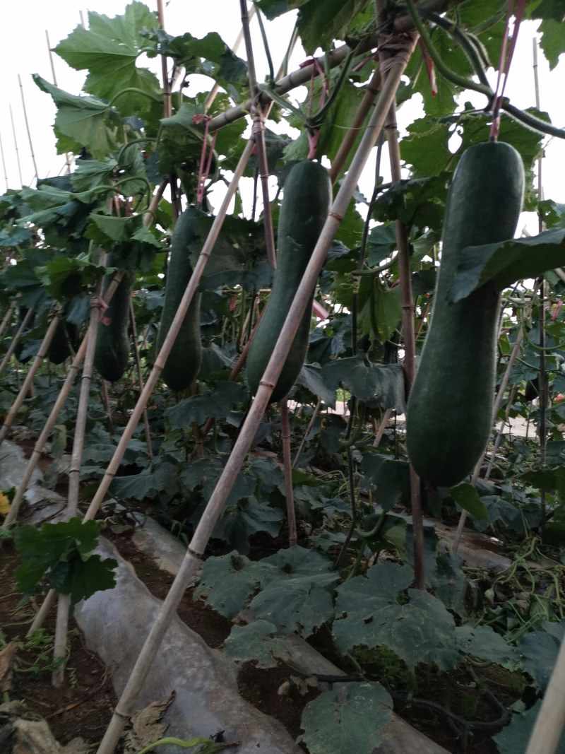 西瓜，东瓜，山药，大葱，白菜，地萝卜