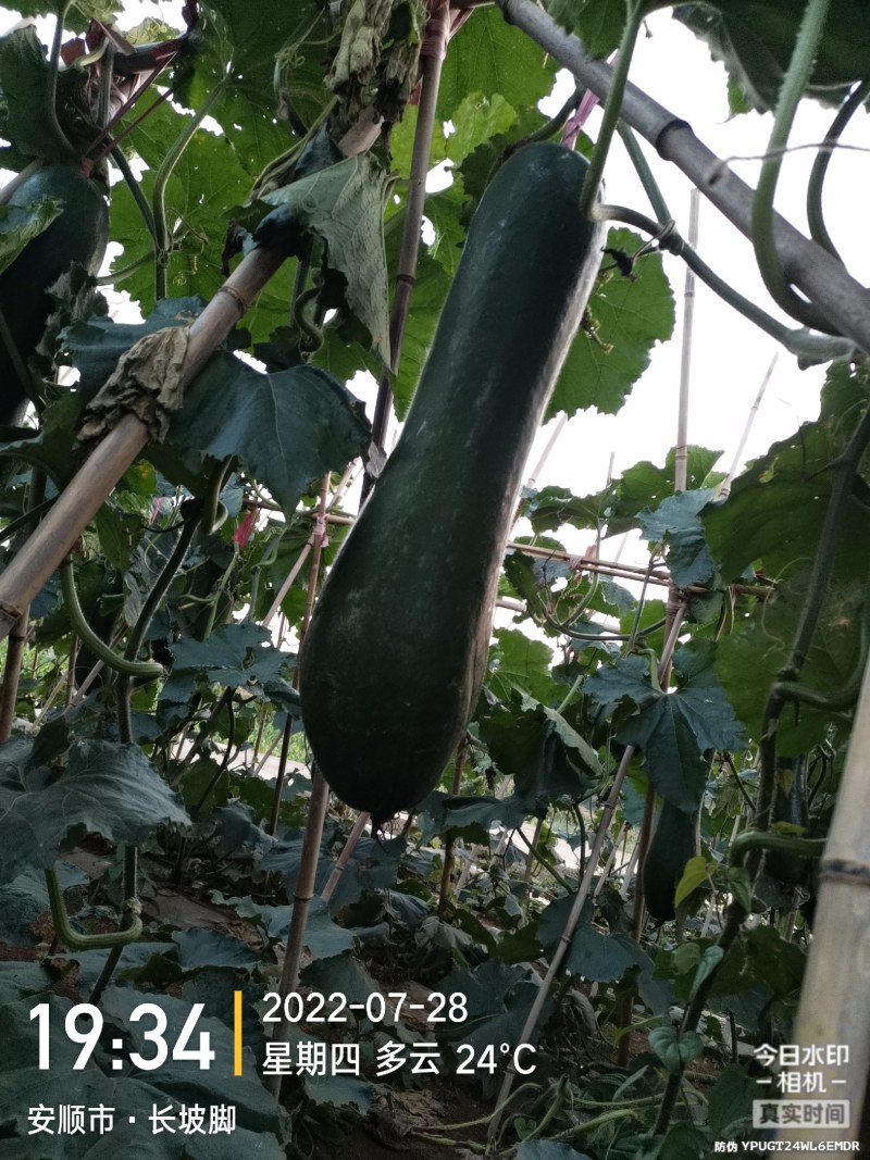 西瓜，东瓜，山药，大葱，白菜，地萝卜