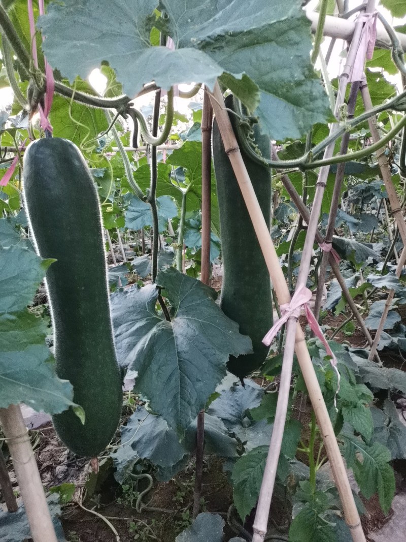 西瓜，东瓜，山药，大葱，白菜，地萝卜