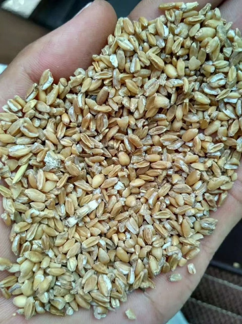 碎玉米碎小麦豆粕酒糟胚芽粉碎大豆