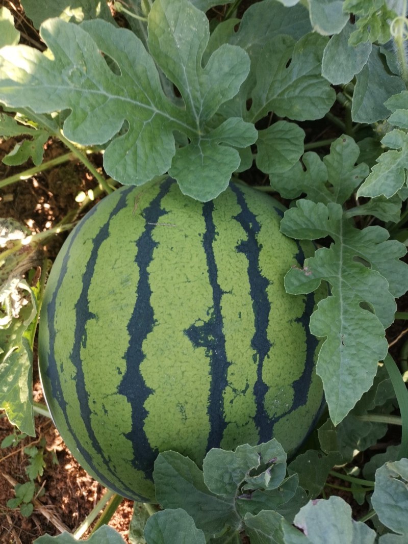 西瓜，东瓜，山药，大葱，白菜，地萝卜