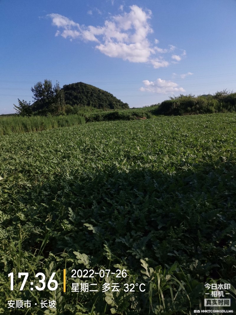 西瓜，东瓜，山药，大葱，白菜，地萝卜