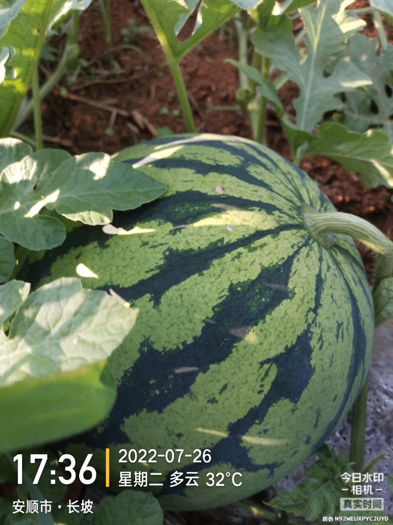 西瓜，东瓜，山药，大葱，白菜，地萝卜