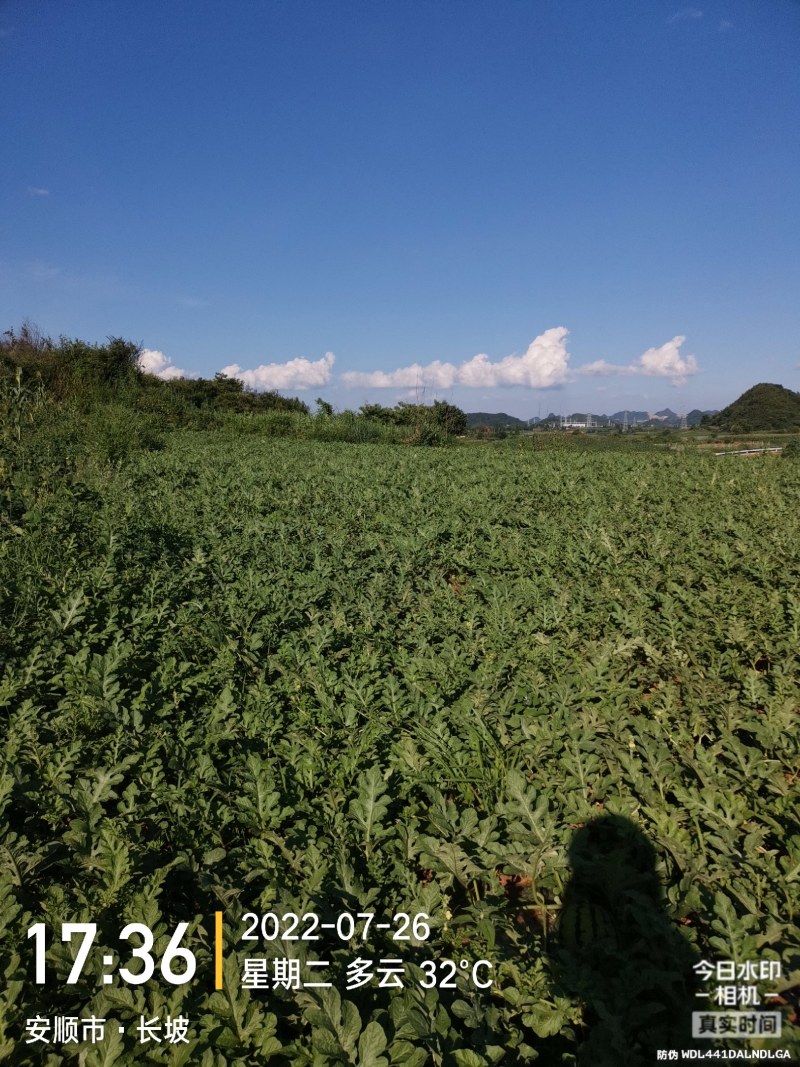 西瓜，东瓜，山药，大葱，白菜，地萝卜