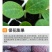 膨果增产桶装肥瓜果蔬菜肥柑橘水溶肥高钙高钾中量元素冲施肥