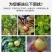 膨果增产桶装肥瓜果蔬菜肥柑橘水溶肥高钙高钾中量元素冲施肥