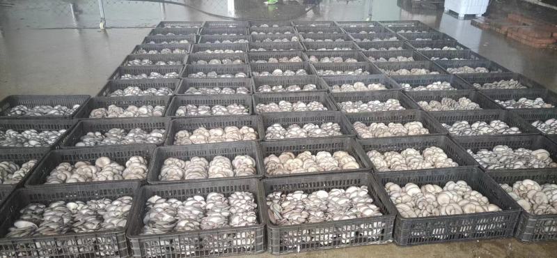 【精选】陕西新鲜平菇精品货源对接商超市场欢迎电联