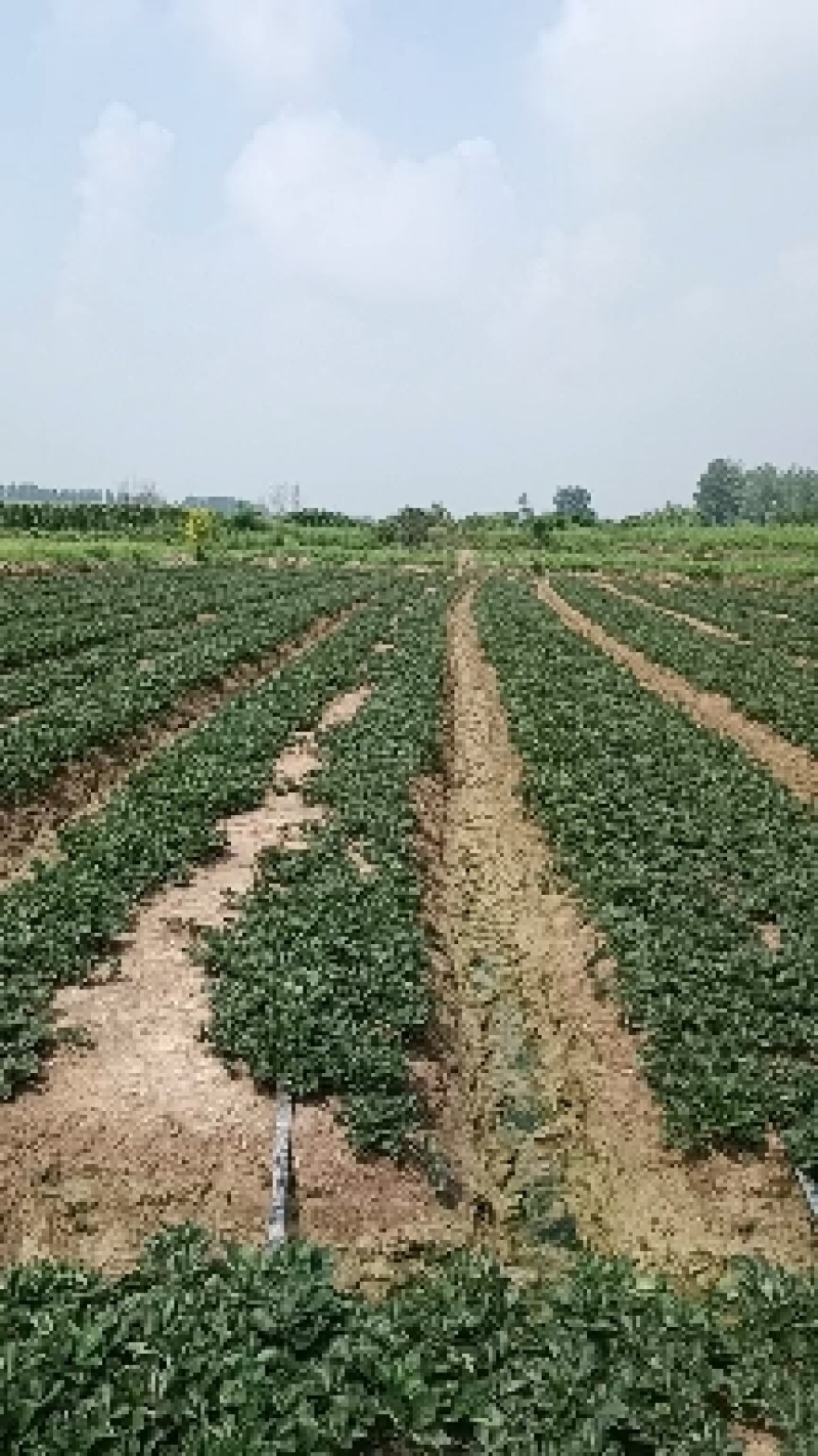 出售安徽红颜草莓苗，欢迎广大客户前来选购