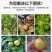 甲壳素黄腐酸钾生根膨果预防裂果增亮上色冲施肥水溶肥