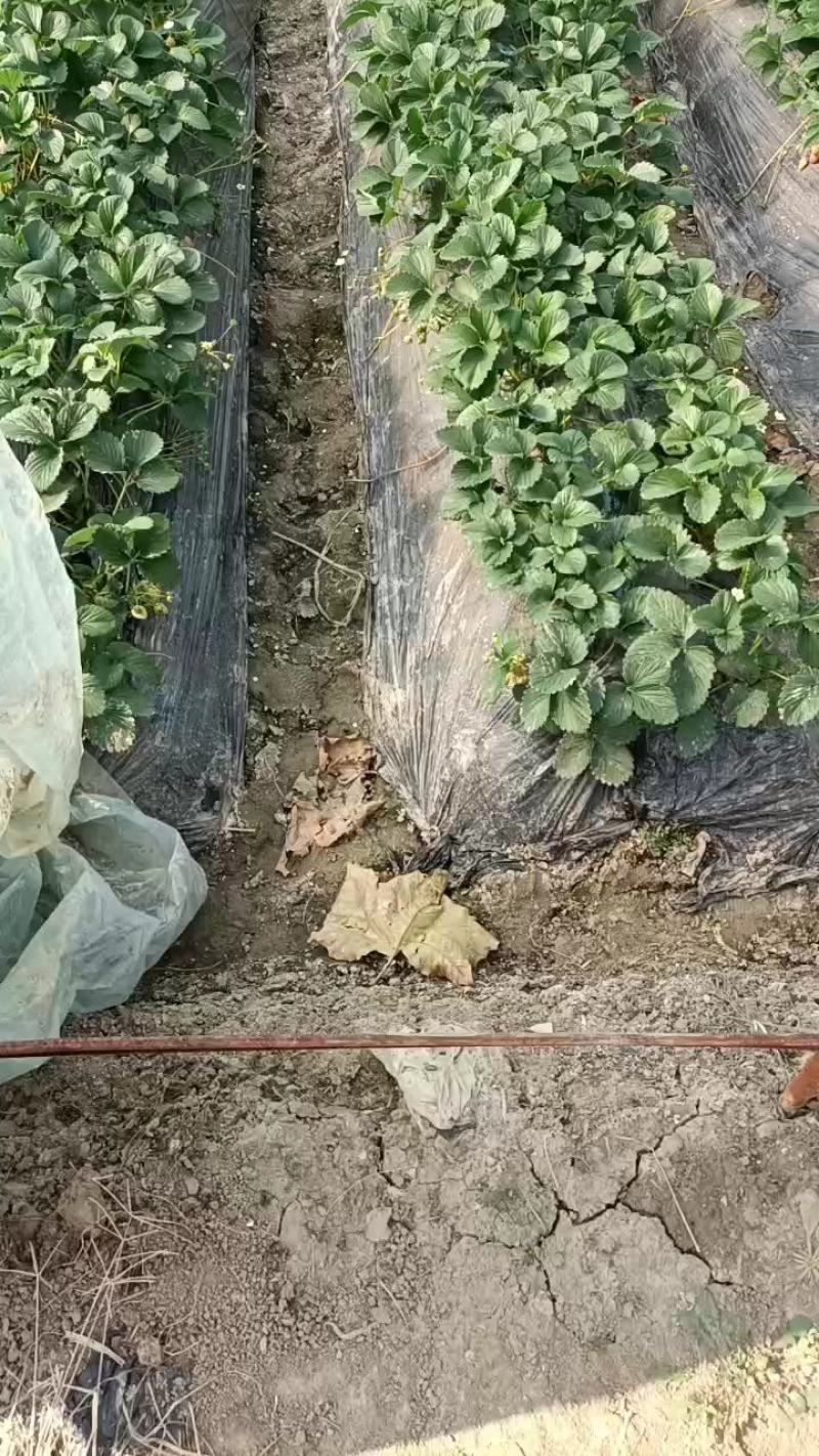出售安徽红颜草莓苗，欢迎广大客户前来选购