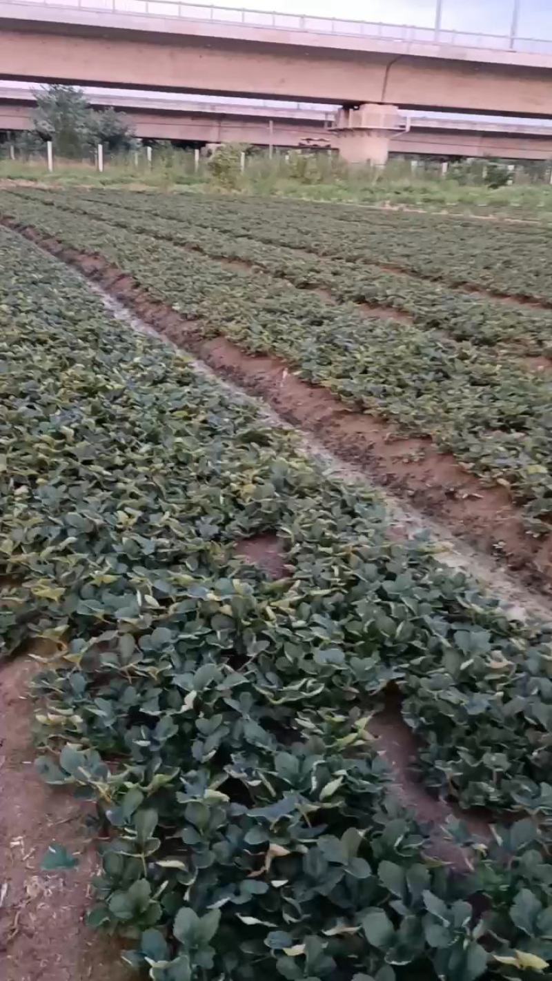出售安徽红颜草莓苗，欢迎广大客户前来选购