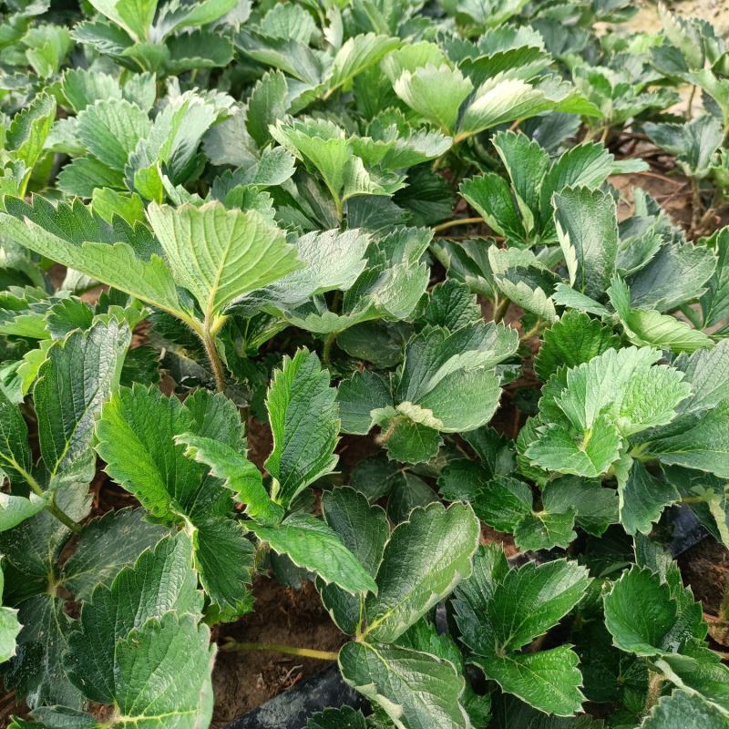 出售安徽红颜草莓苗，欢迎广大客户前来选购