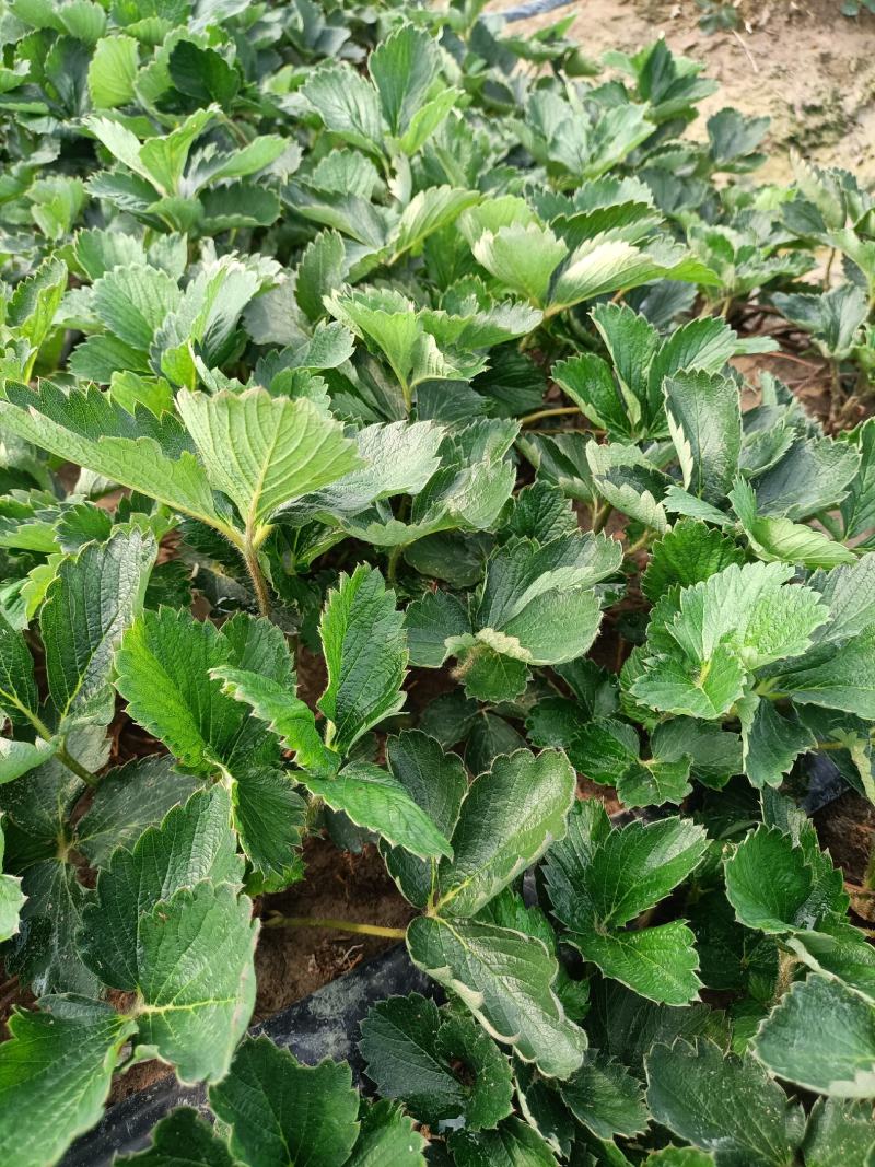 出售安徽红颜草莓苗，欢迎广大客户前来选购