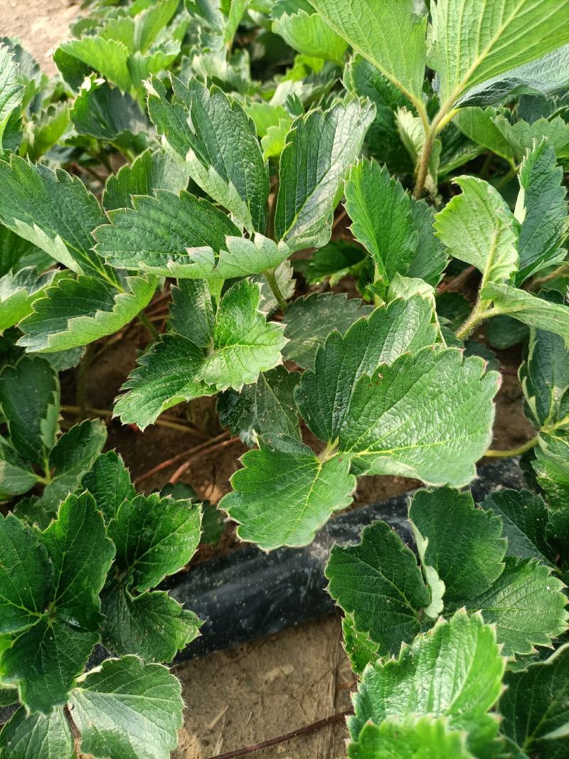 出售安徽红颜草莓苗，欢迎广大客户前来选购