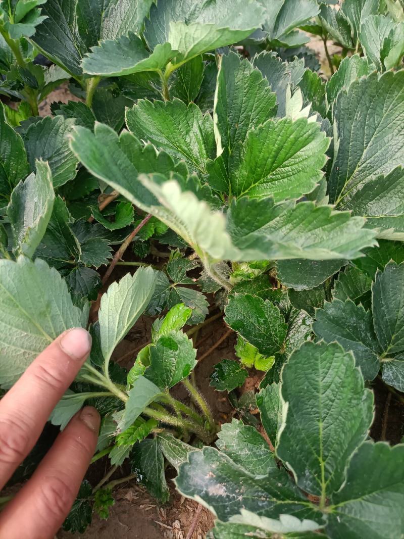 出售安徽红颜草莓苗，欢迎广大客户前来选购