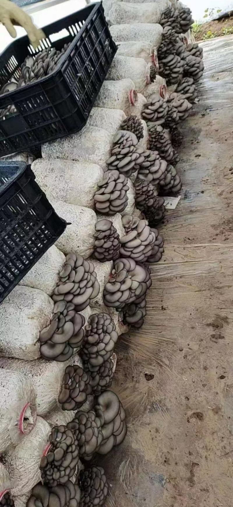 陕西菌菇棒，质量精品，双口出菇
