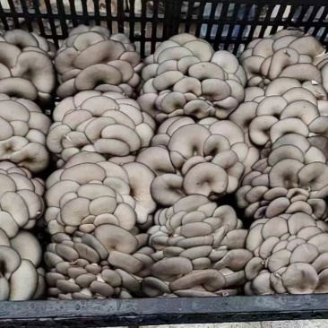 陕西菌菇棒，质量精品，双口出菇