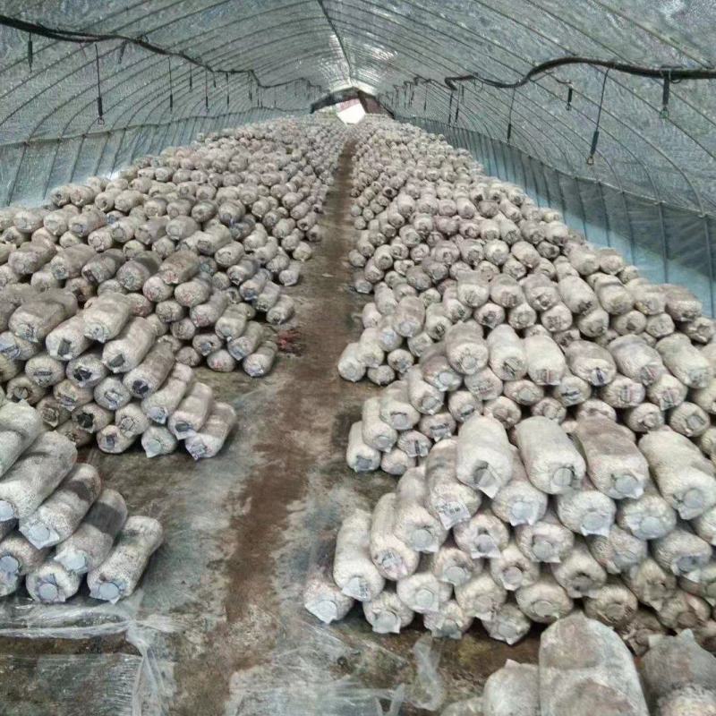 陕西单口出菇菌棒一手货源基地直发品质保障全国发货
