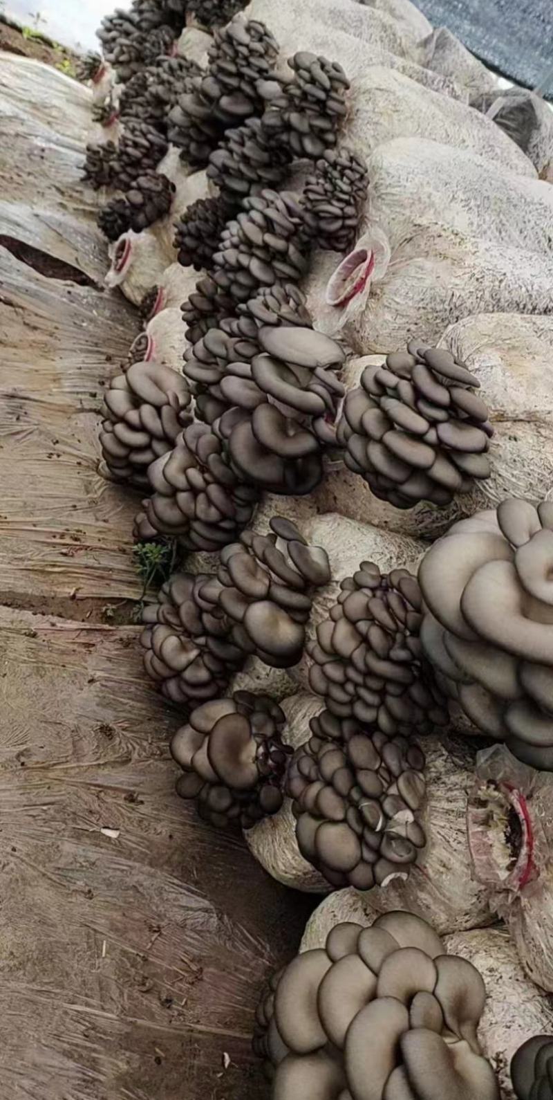 陕西单口出菇菌棒一手货源基地直发品质保障全国发货