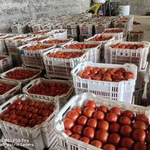 山西忻州大红硬果西红柿大量上市需要的老板我
