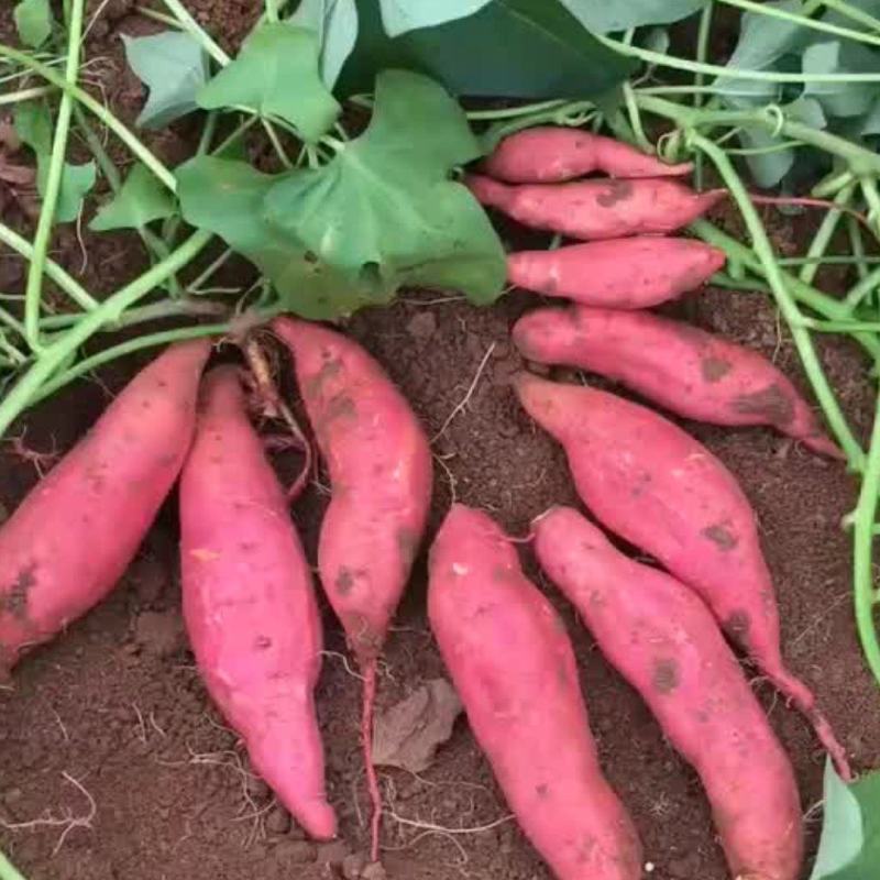 【推荐】西瓜红薯大量出售一手货源基地直供需要的老板联系