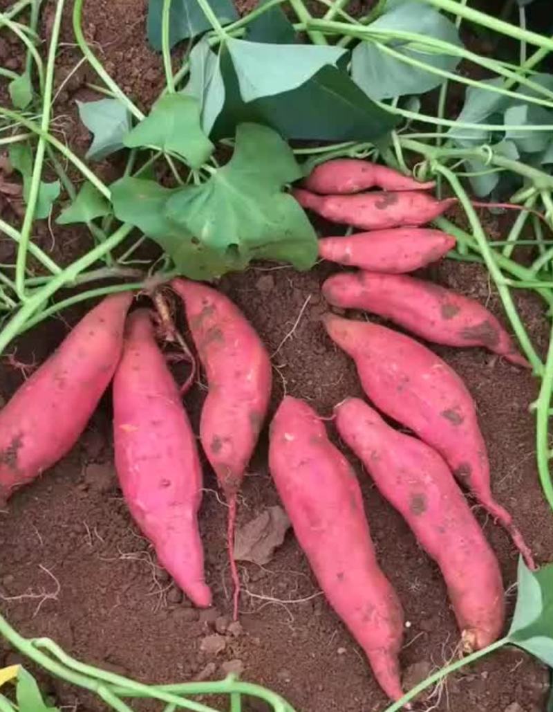 【推荐】西瓜红薯大量出售一手货源基地直供需要的老板联系