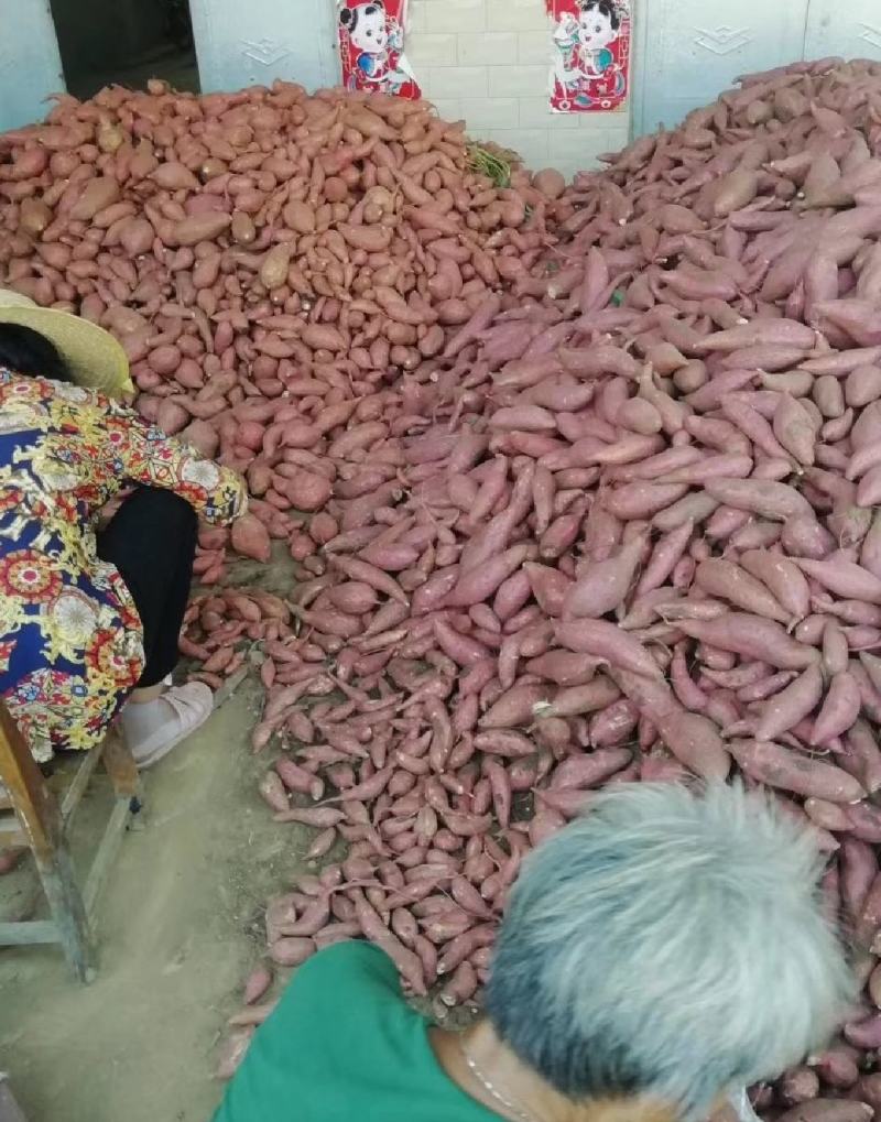 【推荐】西瓜红薯大量出售一手货源基地直供需要的老板联系