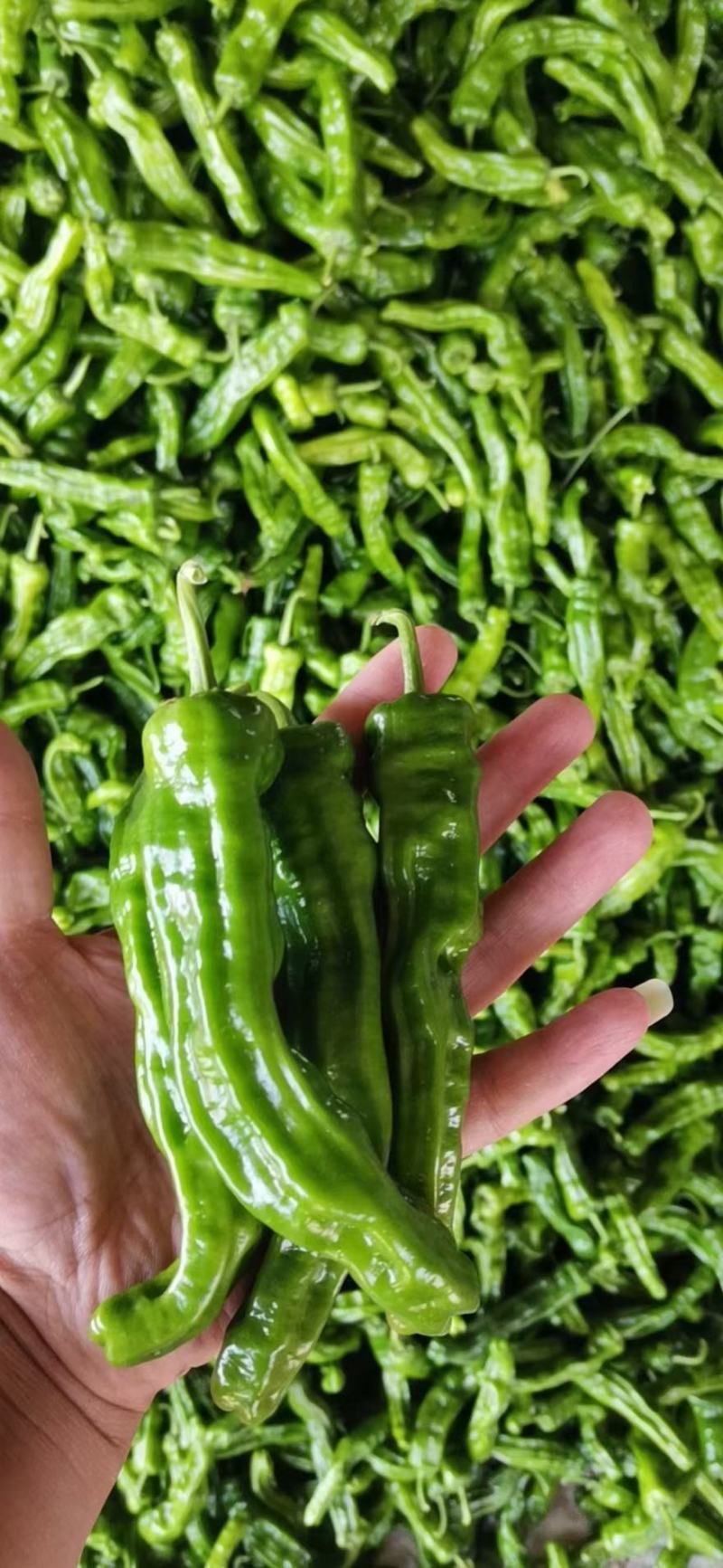 【推荐】陕北小皱皮辣椒大量上市保质保量对接全国批发商