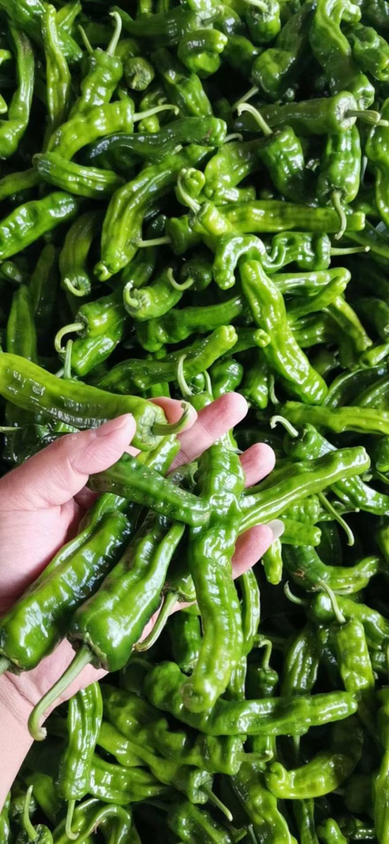 【推荐】陕北小皱皮辣椒大量上市保质保量对接全国批发商