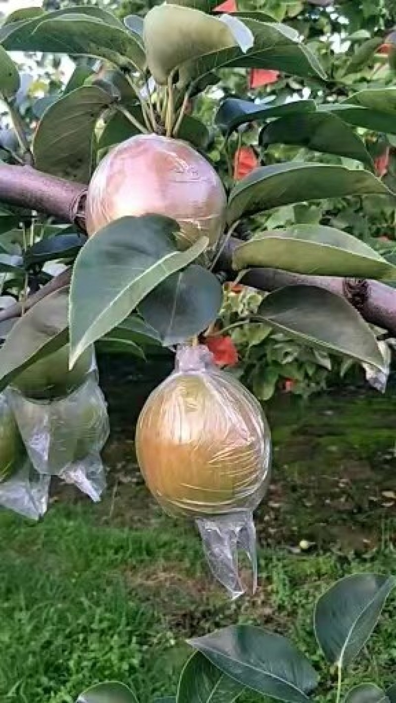 阳信县新梨七号早苏梨