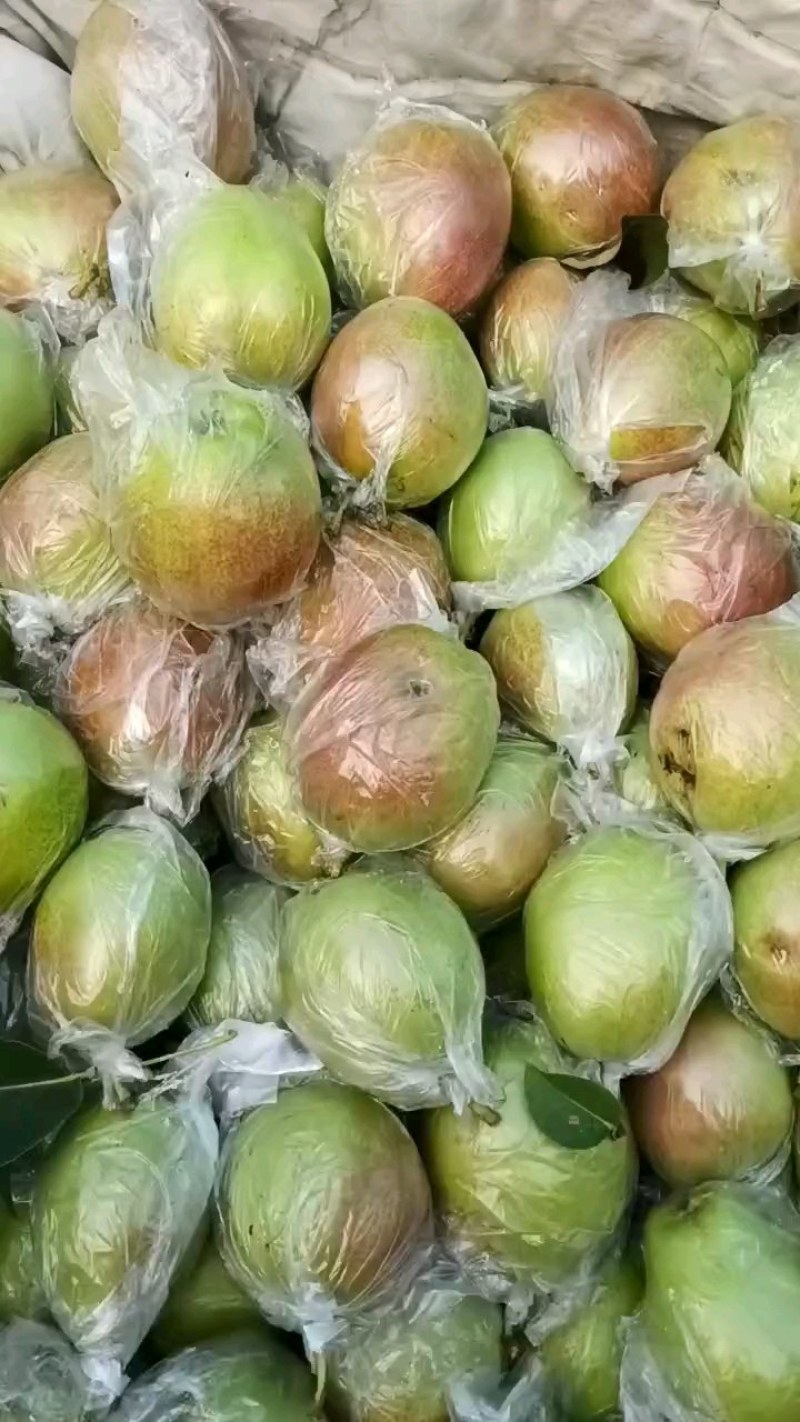 阳信县新梨七号早苏梨